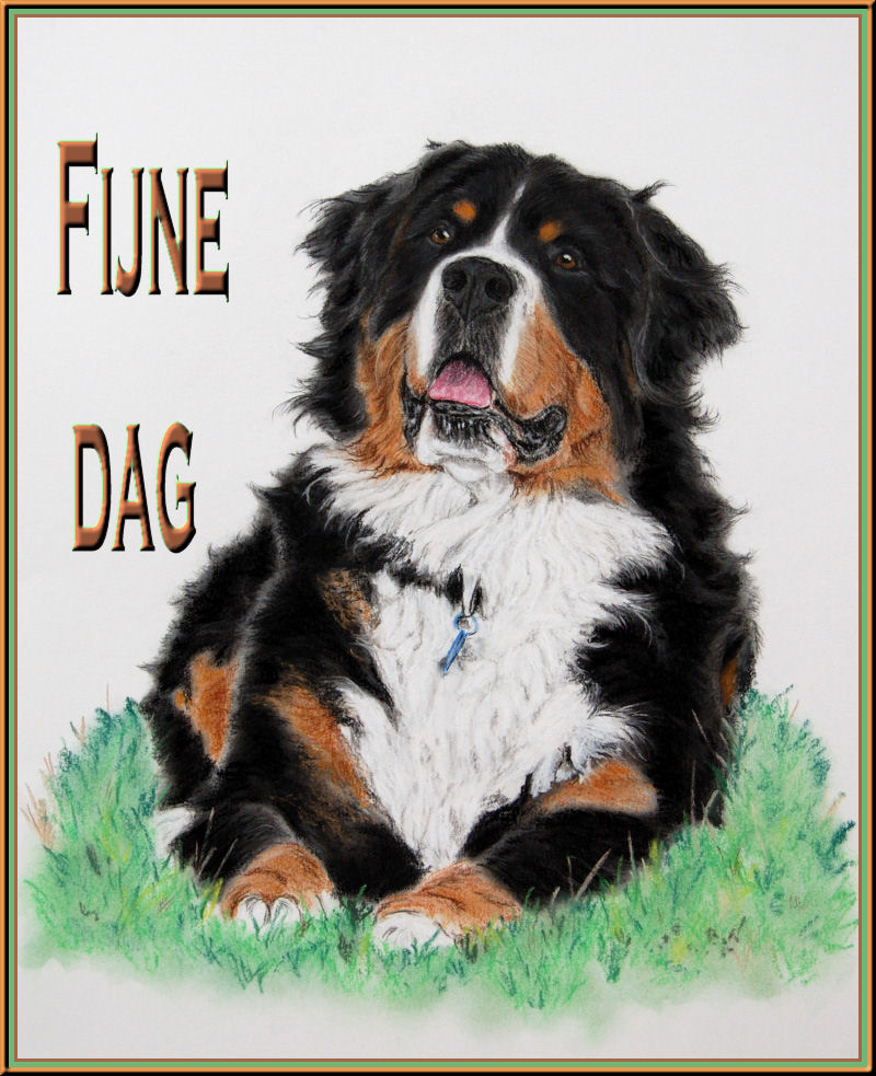 bernese-dag-kopegi-hareketli-resim-0213